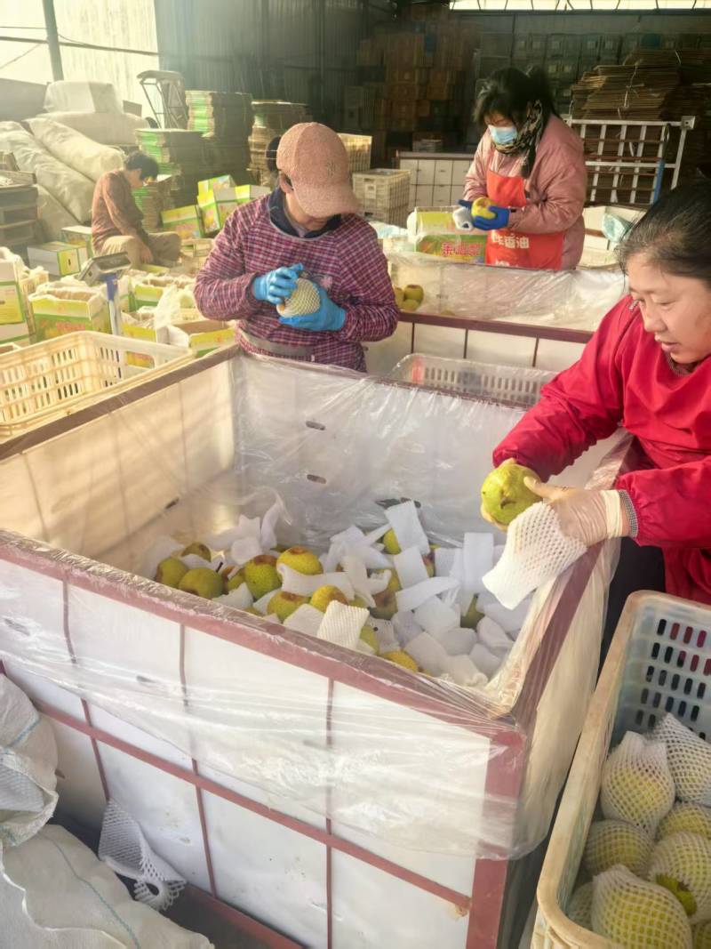 山东莱阳梨莱阳市莱阳梨现货自家梨园种植的26年1月