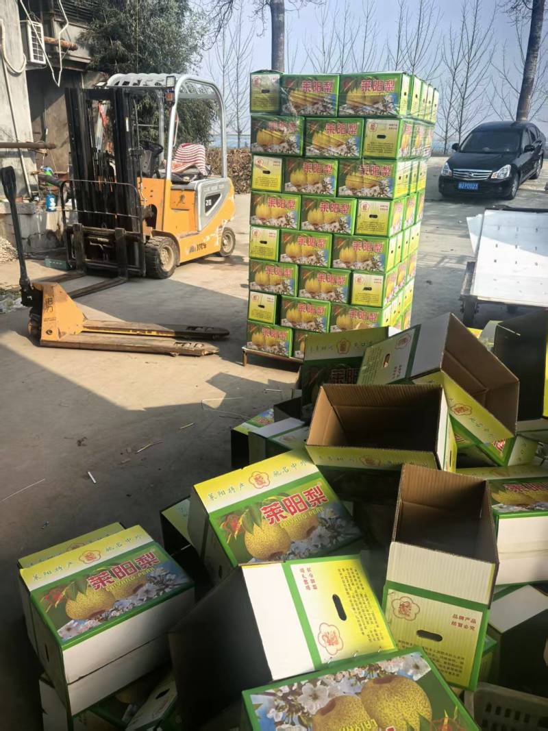 山东莱阳梨莱阳市莱阳梨现货自家梨园种植的26年1月