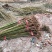 泡桐苗紫花泡桐苗泡桐基地一手货源