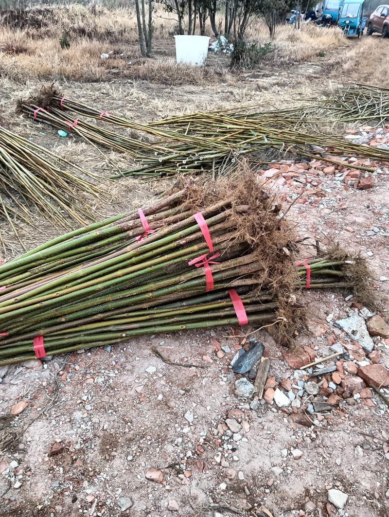 泡桐苗紫花泡桐苗泡桐基地一手货源