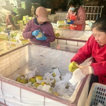 优莱阳梨莱阳市莱阳梨果农自种现货口感好品质保证欢迎来电