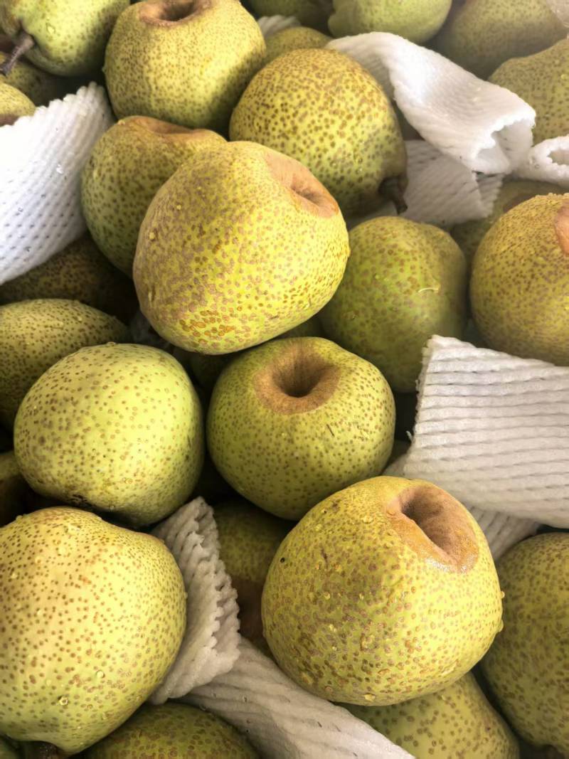 优莱阳梨莱阳市莱阳梨果农自种现货口感好品质保证欢迎来电