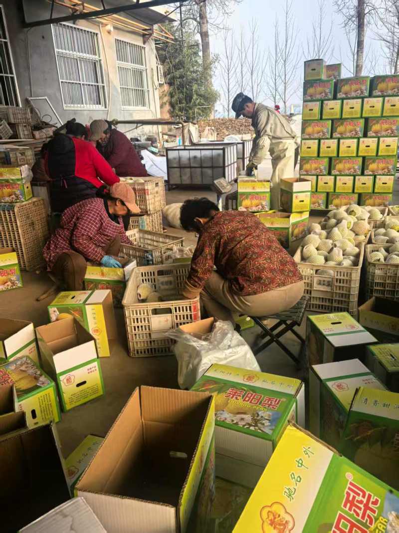 优莱阳梨莱阳市莱阳梨果农自种现货口感好品质保证欢迎来电