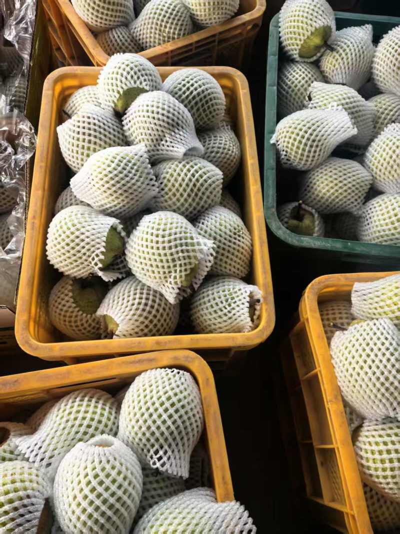 优莱阳梨莱阳市莱阳梨果农自种现货口感好品质保证欢迎来电