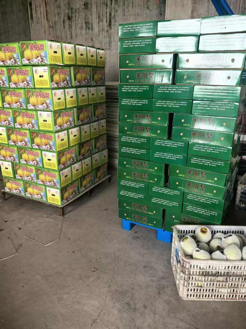 优莱阳梨莱阳市莱阳梨果农自种现货口感好品质保证欢迎来电
