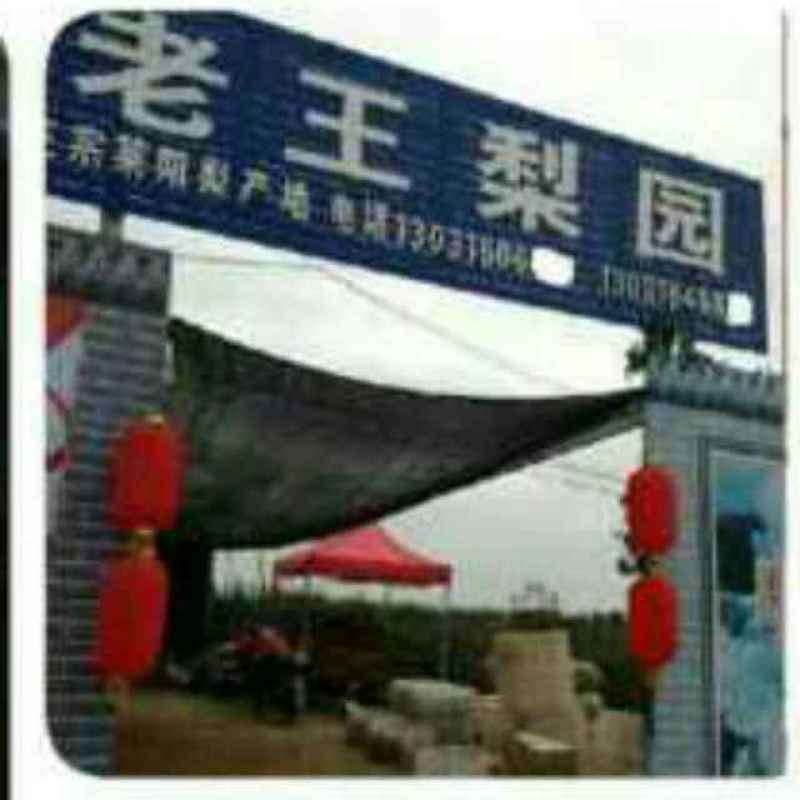 优莱阳梨莱阳市莱阳梨果农自种现货口感好品质保证欢迎来电