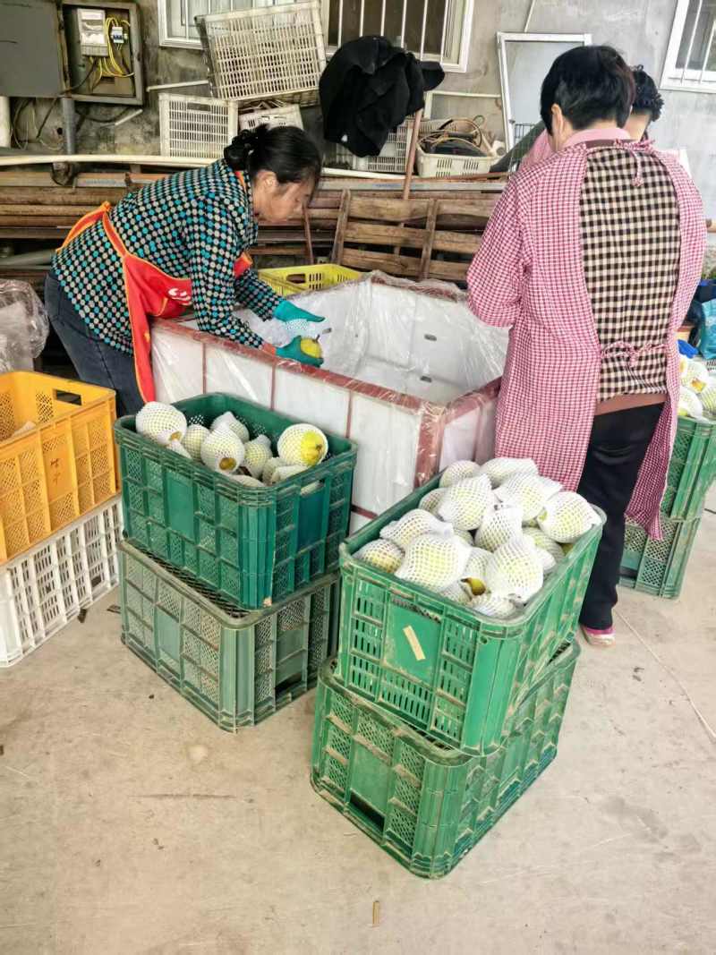 优莱阳梨莱阳市莱阳梨果农自种现货口感好品质保证欢迎来电