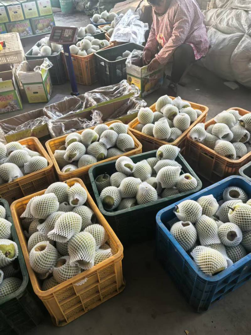 优莱阳梨莱阳市莱阳梨果农自种现货口感好品质保证欢迎来电