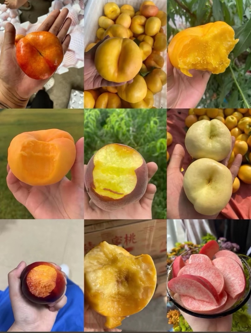 蒙阴蜜桃，山东省蒙阴县特产