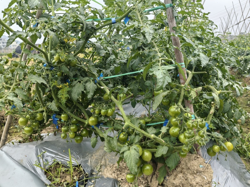 广东电白糖芯圣女果海沙地种植青甜可口