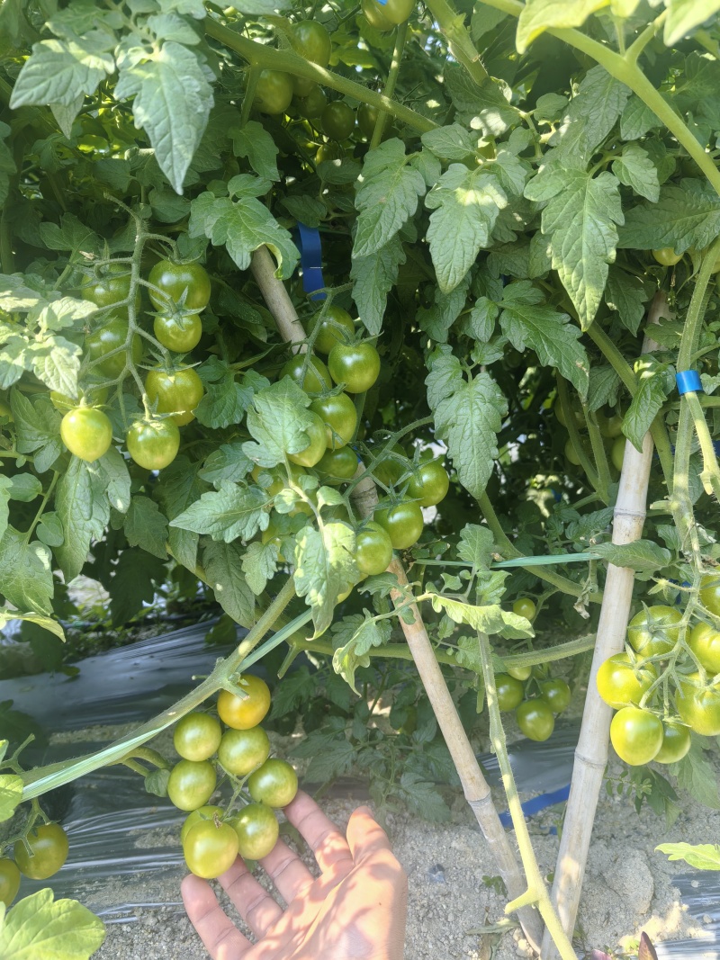 广东电白糖芯圣女果海沙地种植青甜可口