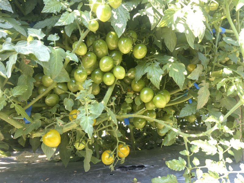 广东电白糖芯圣女果海沙地种植青甜可口