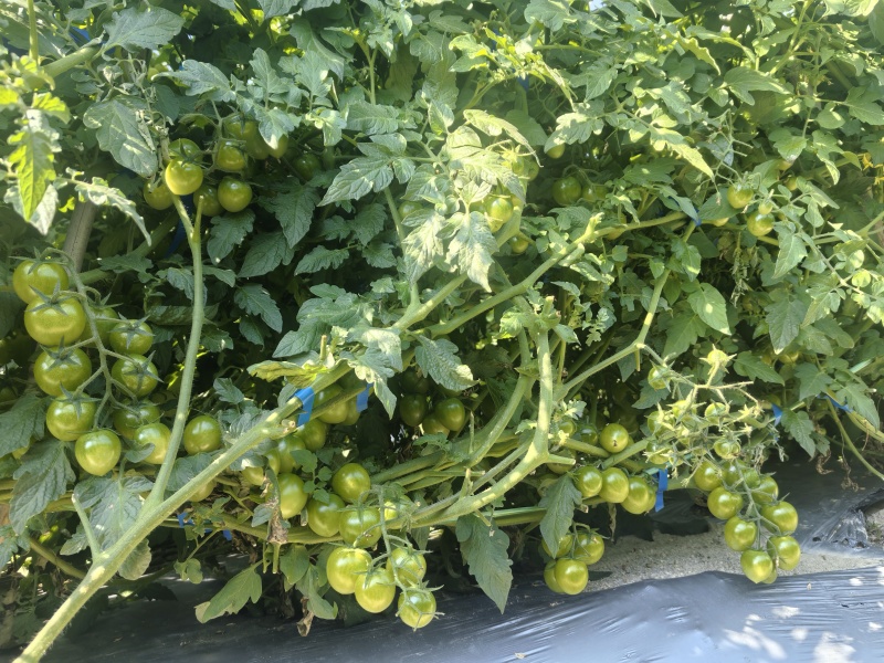 广东电白糖芯圣女果海沙地种植青甜可口