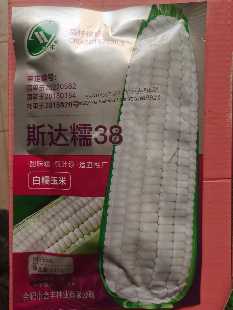 斯达糯38双国审甜味糯玉米软糯香甜早高产好吃