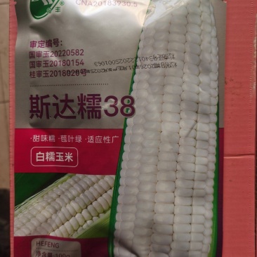 斯达糯38双国审甜味糯玉米软糯香甜早高产好吃