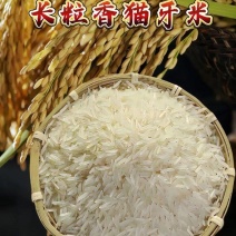 当季新米，长粒香米猫牙米，