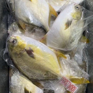 金鲳鱼厂家直销有现货