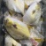 金鲳鱼厂家直销有现货