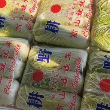 东台精品小娃娃菜