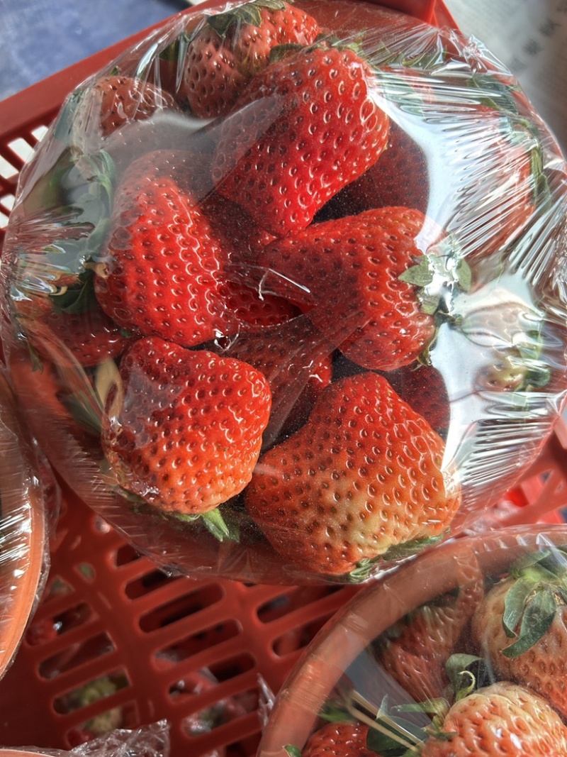 红颜草莓盆装