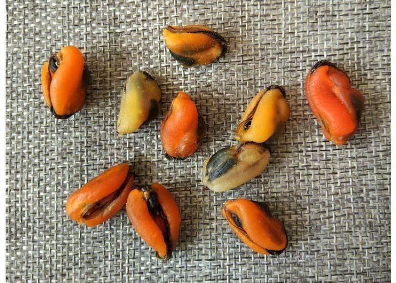 《精品》淡干菜海虹干青口干贝海鲜干货一手货源晒场直供