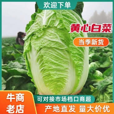 【热卖】黄心白菜湖北青杂白菜产地直发保质保量可视频