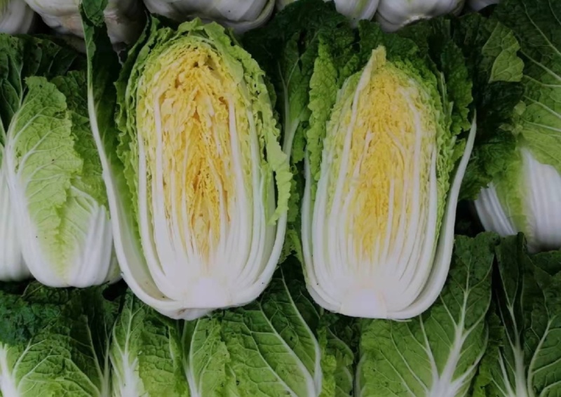 【热卖】黄心白菜湖北青杂白菜产地直发保质保量可视频