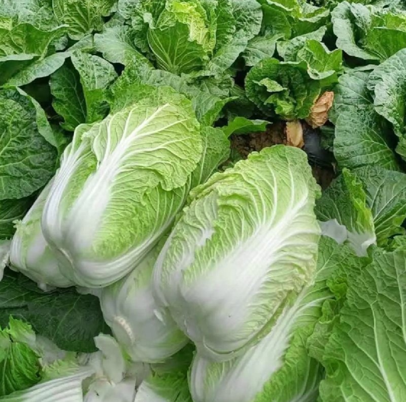 【热卖】黄心白菜湖北青杂白菜产地直发保质保量可视频