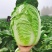 【热卖】黄心白菜湖北青杂白菜产地直发保质保量可视频