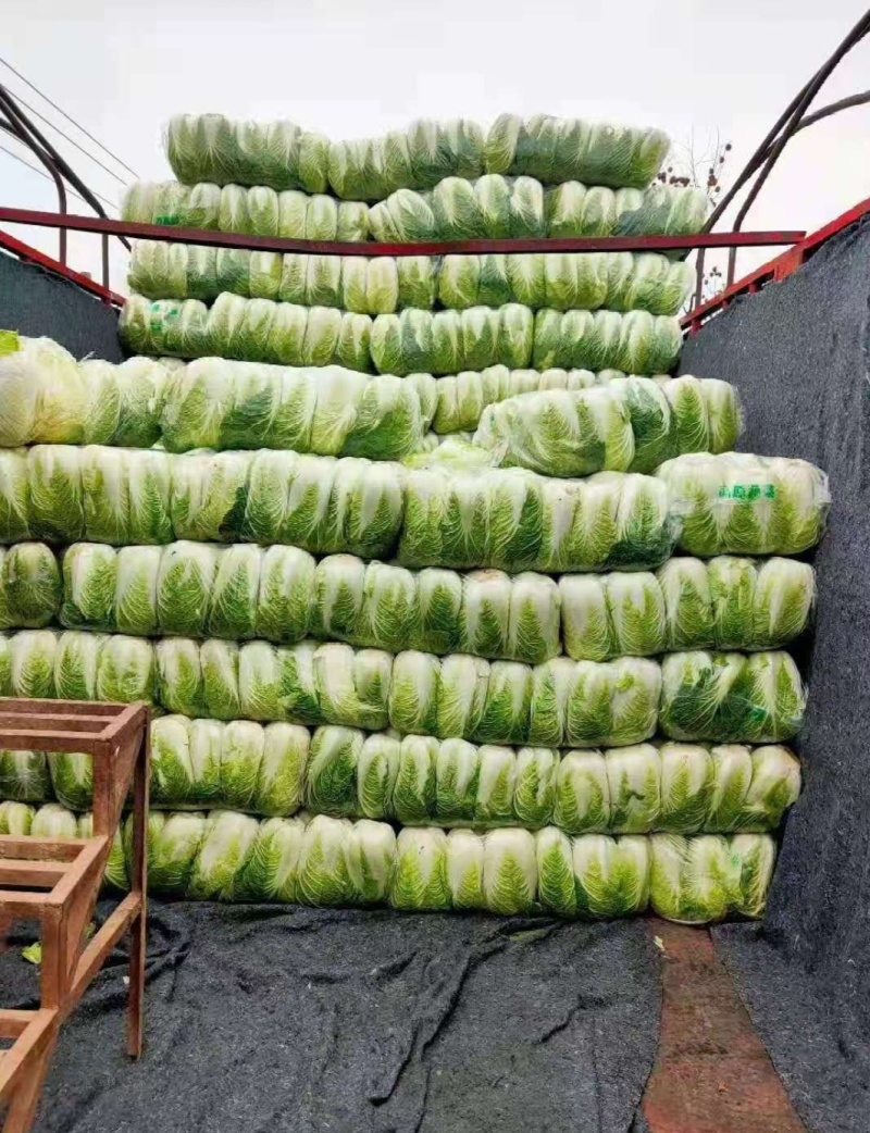 【热卖】黄心白菜湖北青杂白菜产地直发保质保量可视频