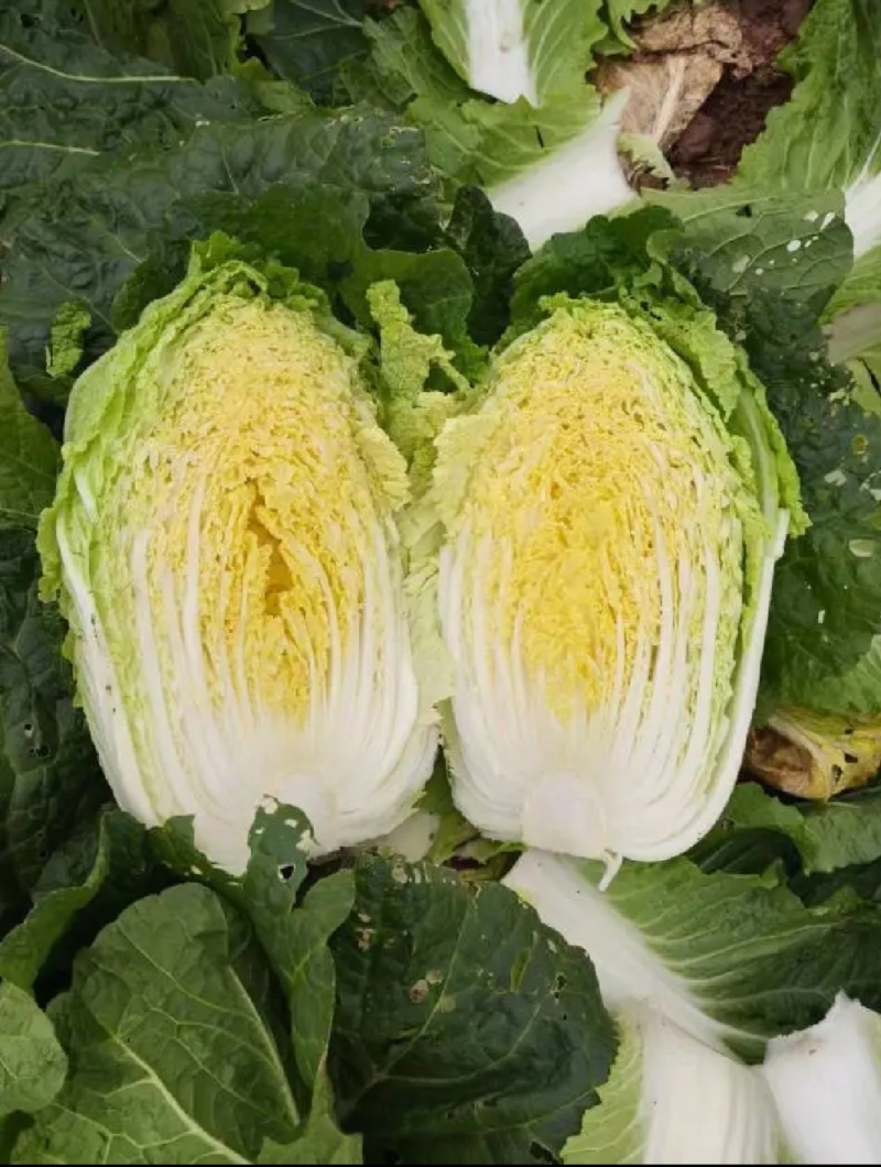 【热卖】黄心白菜湖北青杂白菜产地直发保质保量可视频