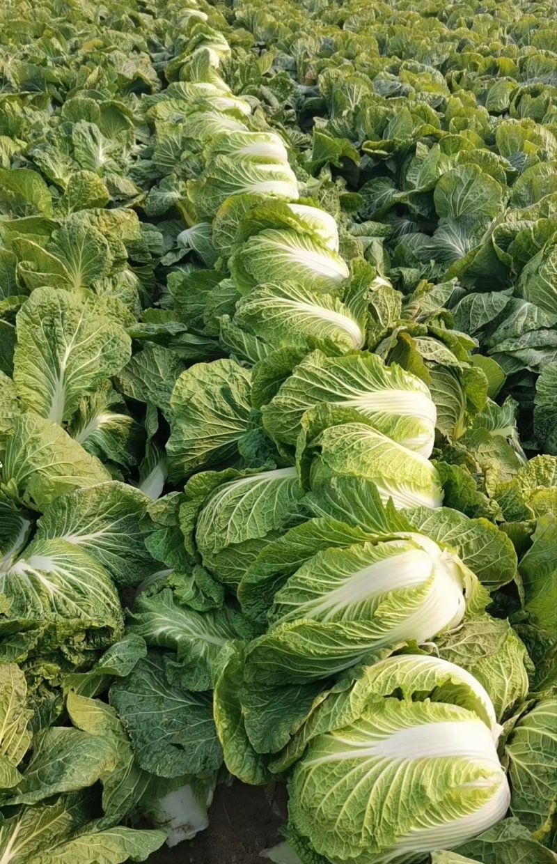 【热卖】黄心白菜湖北青杂白菜产地直发保质保量可视频