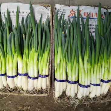 东北吉林省白城市发芽葱