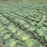 「热卖」优质甘蓝平包圆包奥奇娜京丰一号基地直发保质保量