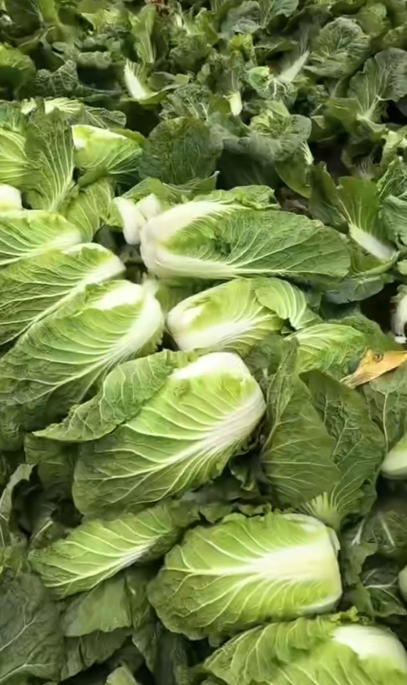 湖北本地直销黄心大白菜个头均匀，标准的456。。。