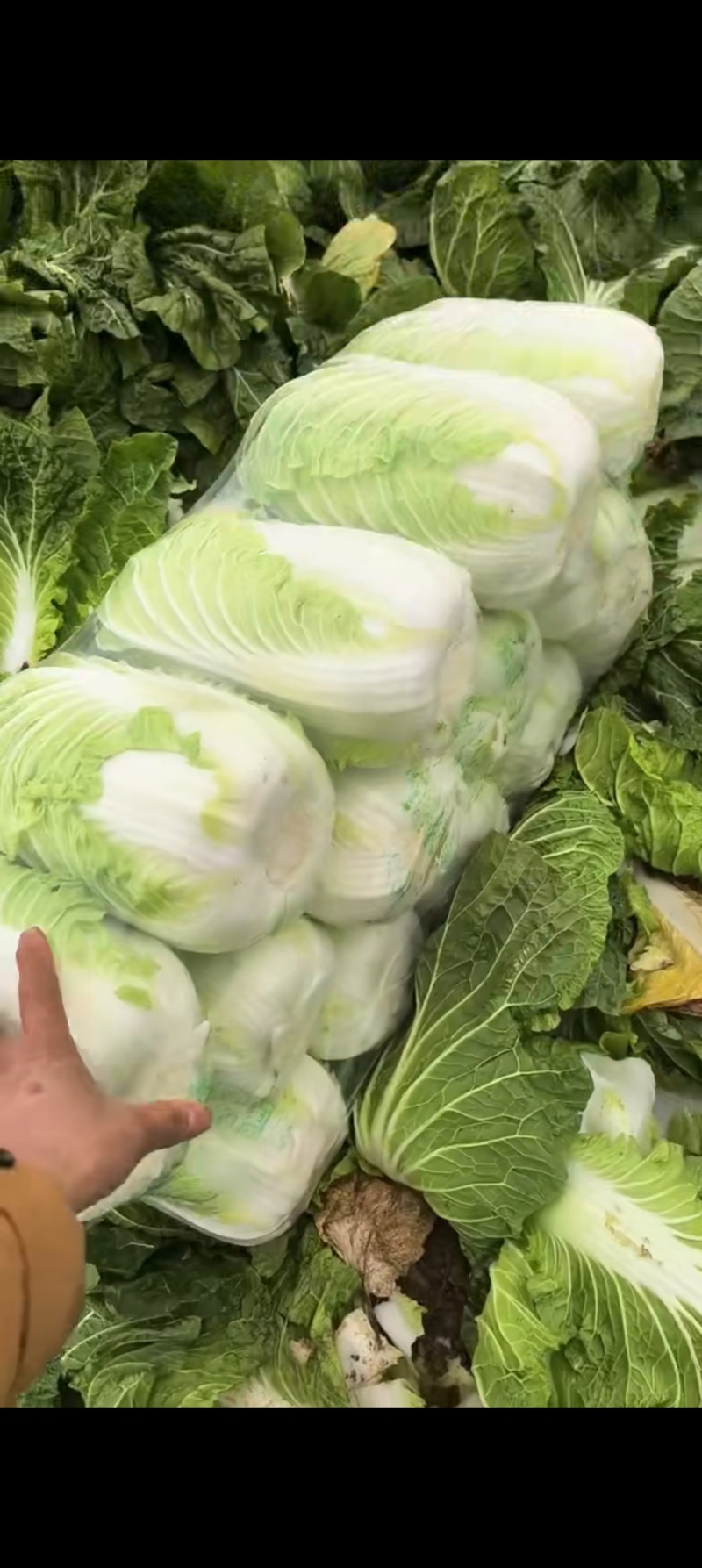 湖北本地直销黄心大白菜个头均匀，标准的456。。。