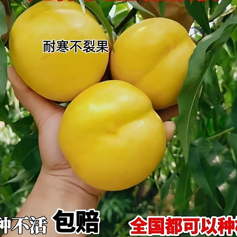 果园直发油桃树苗中油8号桃冰糖脆桃保真品种成活率