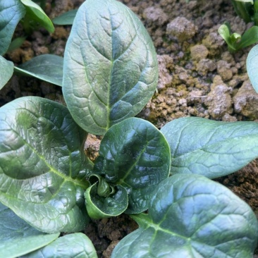 杞县趴地菠菜