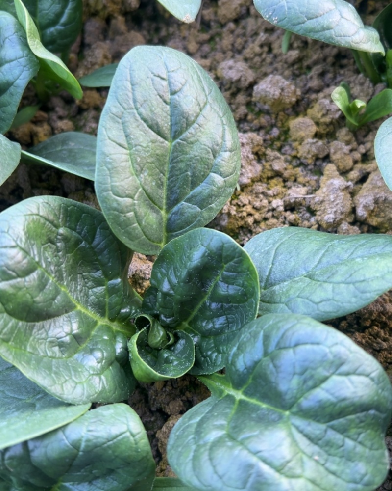 杞县趴地菠菜