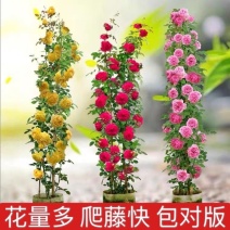 欧洲藤本月季花苗大苗浓香盆栽花卉庭院拱门循环开花植物爬藤