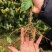 钩藤种苗中药材种植一年生/两年生壮苗基地直销