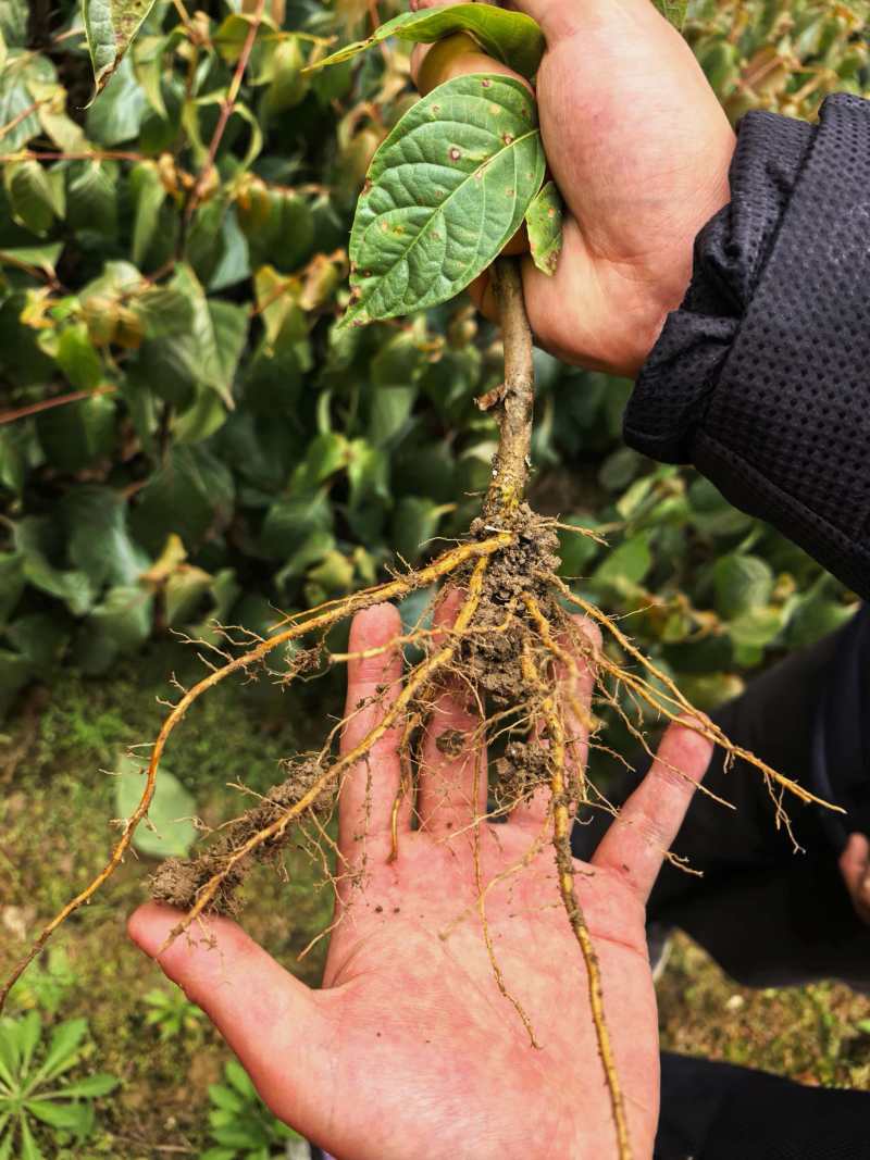 钩藤种苗中药材种植一年生/两年生壮苗基地直销