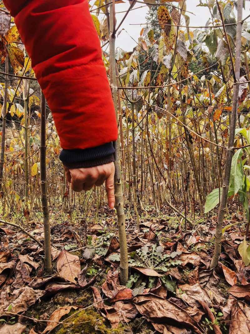 钩藤种苗中药材种植一年生/两年生壮苗基地直销