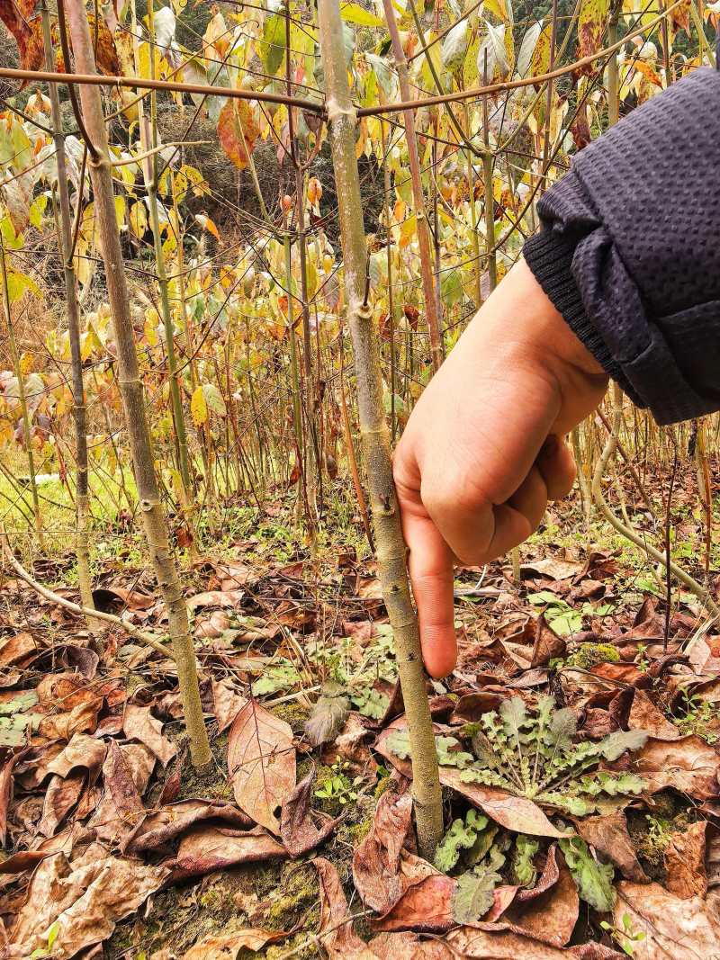 钩藤种苗中药材种植一年生/两年生壮苗基地直销