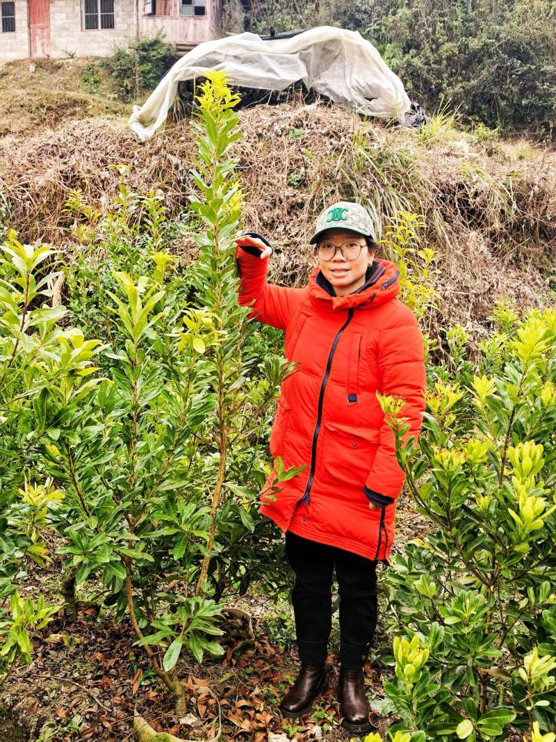 自家果园，精挑细选优质杨梅嫁接苗，丰产稳产！