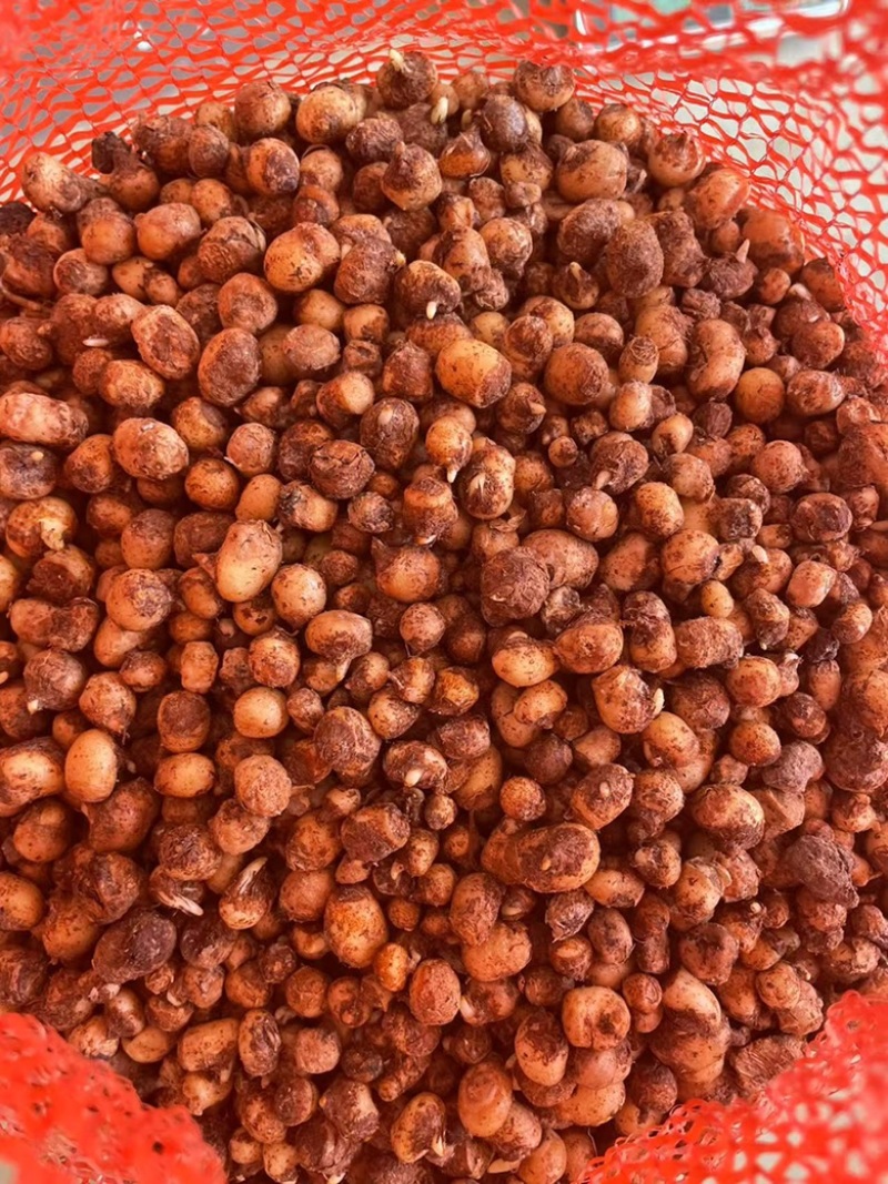 旱半夏种子种球产量高效益好出苗率高亩用200-300