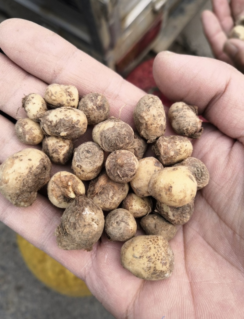 旱半夏种子种球产量高效益好出苗率高亩用200-300