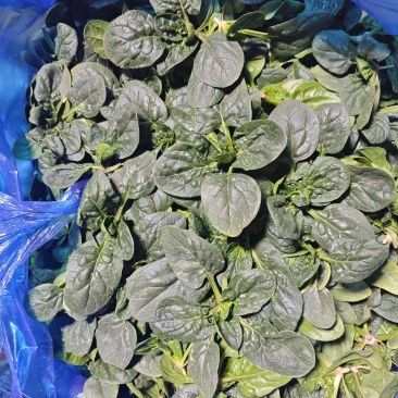 趴地菠菜，产地直发