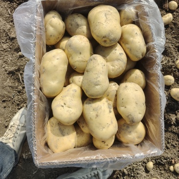 荷兰十五土豆大量上市