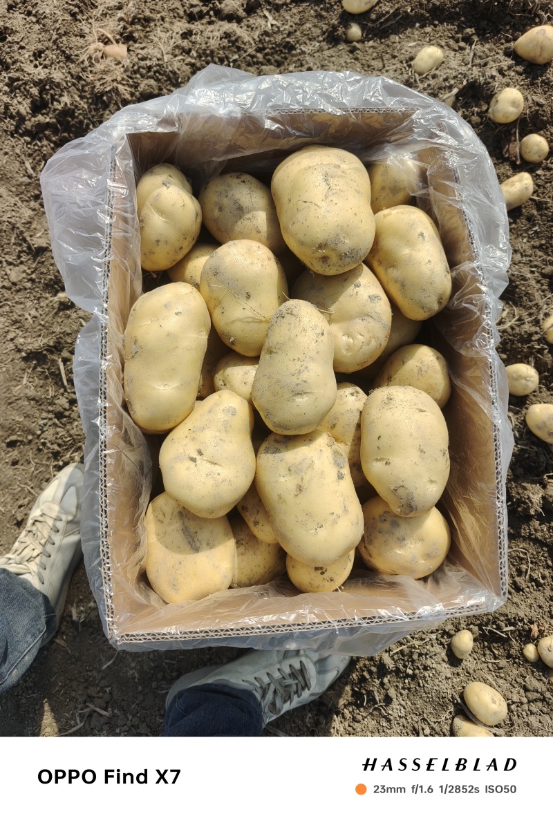 荷兰十五土豆大量上市